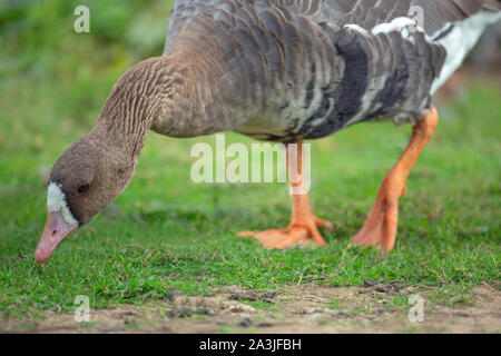 Maggiore bianco-fronteggiata Goose (Anser albifrons). Il pascolo. Foto Stock