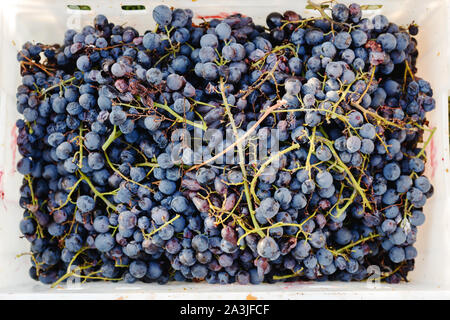 Blue uve del vitigno. Uve Cabernet in una scatola dopo il raccolto autunnale, pronto per essere utilizzato per la produzione di vino. Foto Stock