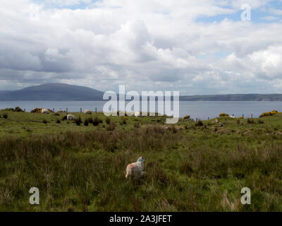 Pecore sull isola di Rathlin, Nord Irlanda costa in background Foto Stock