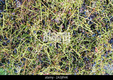 Tecnologia della produzione viticola. La vinificazione di elaborazione. Spazzole separate da uve dalla diraspatrice automatico macchina di frantumazione. In casa del vino. Foto Stock