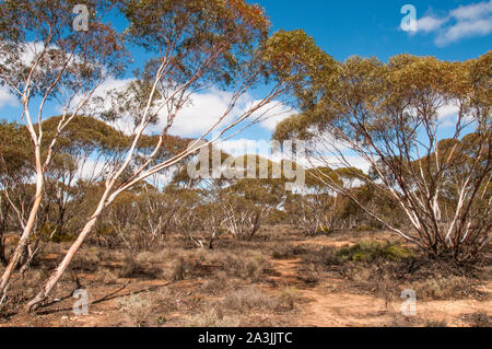 Semi-arido foresta Mallee accanto al Sturt Highway (NSW) tra Robinvale e Mildura (Victoria), Australia Foto Stock