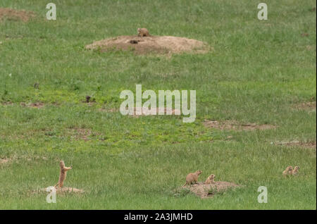 Molti cani Prarie Stand Alert nel campo Foto Stock