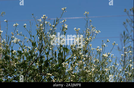 Il segnale di PEA fiori. Pisum sativum popolarmente chiamato il segnale di PEA è una pianta dalla quale ci sono oltre duecento varietà e dal suo baccello sono estratti vari t Foto Stock