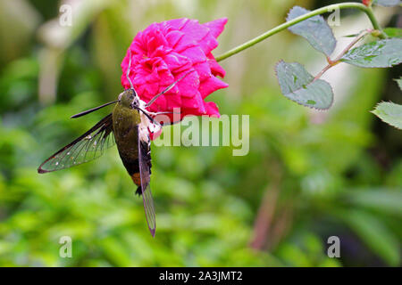 Stupenda farfalla nel retro del giardino. Essi vivono con splendidi fiori. E come la primavera. Foto Stock