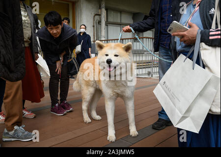 Cane e i suoi ammiratori a 3331 Arts Chiyoda, a Tokyo, Giappone Foto Stock