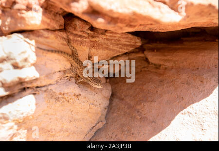 Una recinzione occidentale lizard, Sceloporus occidentalis, in grande scala Escalente monumento nazionale Foto Stock