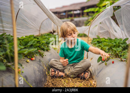 La piantagione di fragole a Bali nell'area Bedugul. Felice carino kid ragazzo di picking e di mangiare fragole biologici bio Berry Farm in estate il caldo Foto Stock