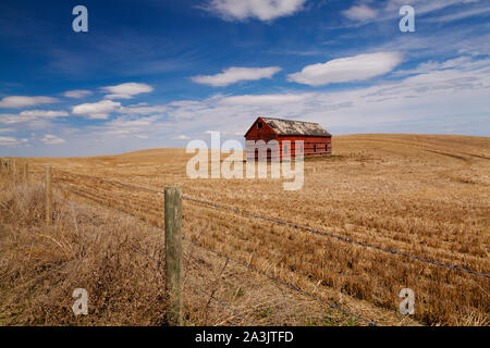 Lone granaio rosso nei campi dorati orientale di Alberta, Canada Foto Stock