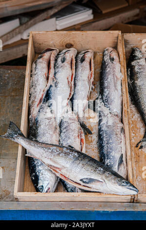 Intero crudo fresco giapponese salmoni con ghiaccio coperto in una scatola di legno vista dall'alto. Pesce in Asaichi mercato mattutino, Hakodate - Hokkaido Foto Stock