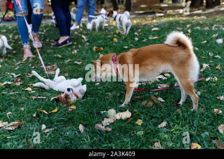 Un Fox-come cane è un Shiba Inu. Cane affascinante con morbida pelliccia e carattere ribelle in una passeggiata nel parco d'autunno. Foto Stock