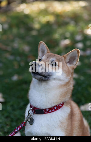 Un Fox-come cane è un Shiba Inu. Cane affascinante con morbida pelliccia e carattere ribelle in una passeggiata nel parco d'autunno. Foto Stock