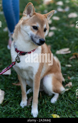 Un Fox-come cane è un Shiba Inu. Cane affascinante con morbida pelliccia e carattere ribelle in una passeggiata nel parco d'autunno. Foto Stock