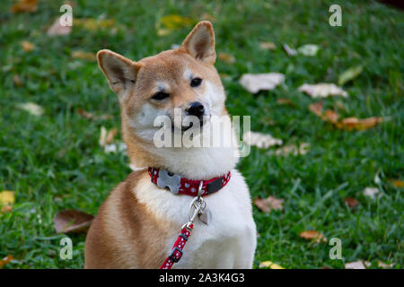 Un Fox-come cane è un Shiba Inu. Cane affascinante con morbida pelliccia e carattere ribelle in una passeggiata nel parco d'autunno. Foto Stock