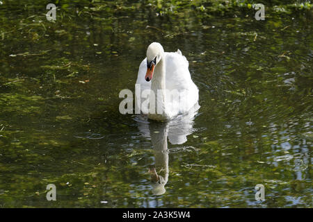 Swan il nuoto nel lago Foto Stock