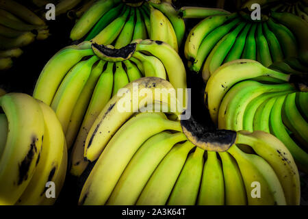 Bellissimo display di cluster di splendidamente colorate in giallo le banane presso il locale mercato fresco in Costa Rica Foto Stock