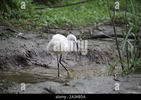 Garzetta Egretta garzetta alla ricerca di pesce in un piccolo ruscello, Kiskunsag Parco Nazionale, Ungheria Foto Stock