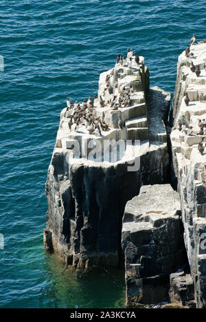 Uccelli marini nsesting sulle ripide scogliere dell'isola di maggio. Fife, Scozia Foto Stock