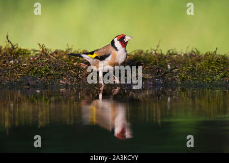 Unione cardellino Carduelis carduelis in una piscina infinity vicino Tiszaalpar Kiskunsagt Parco nazionale di Ungheria Maggio 2017 Foto Stock