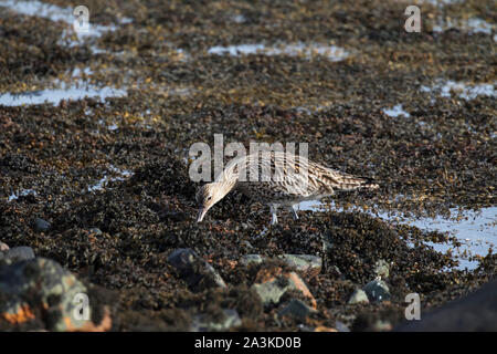 Eurasian curlew Numenius arquata alimentare tra le alghe accanto a Loch Spelve Isle of Mull Ebridi Interne Argyll and Bute Scozia Marzo 2017 Foto Stock