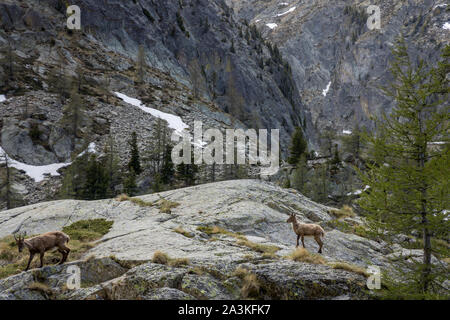 Il camoscio in Val du Haut Boréon, il Parco Nazionale del Mercantour, Alpes-Maritime, Provenza, Francia Foto Stock