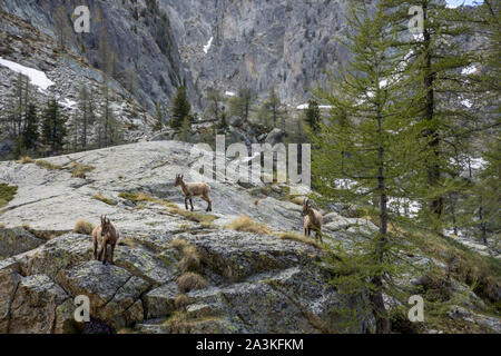 Il camoscio in Val du Haut Boréon, il Parco Nazionale del Mercantour, Alpes-Maritime, Provenza, Francia Foto Stock