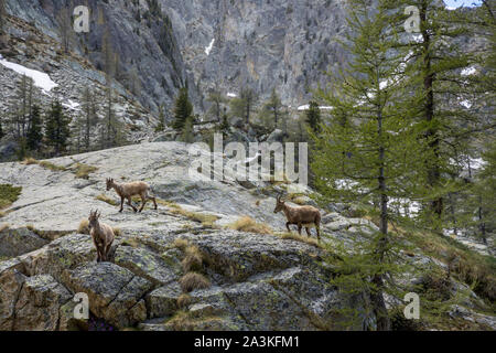 Il camoscio in Val du Haut Boréon, il Parco Nazionale del Mercantour, Alpes-Maritime, Provenza, Francia Foto Stock