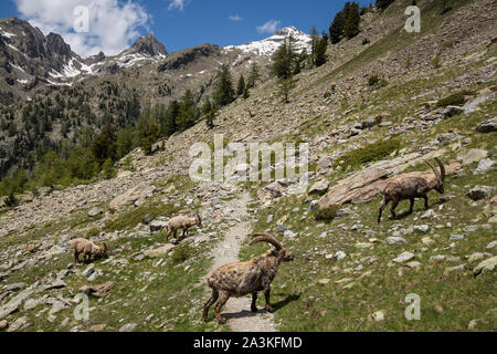 Bouquetin in alta Val du Haut Boréon, il Parco Nazionale del Mercantour, Alpes-Maritime, Provenza, Francia Foto Stock
