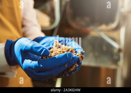 Close up dei maschi di mani in blu di guanti di gomma holding macinato grani di malto. Specialista di birreria birreria di monitoraggio processo con la frammentazione del malto. Foto Stock