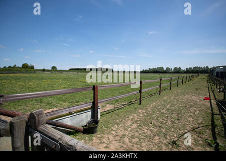 Prigioniero di inglese e la livrea del cavallo maneggio Foto Stock