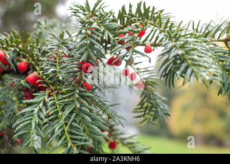 Natale Yew (Taxus baccata) nella frutta con traslucido di bacche rosse. Foto Stock