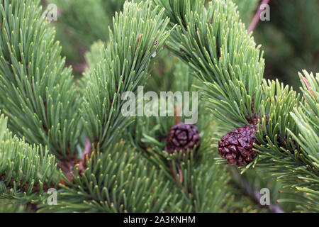 Douglas Fir (Pseudotsuga menziesii) ramo con coni closeup sfondo. Foto Stock