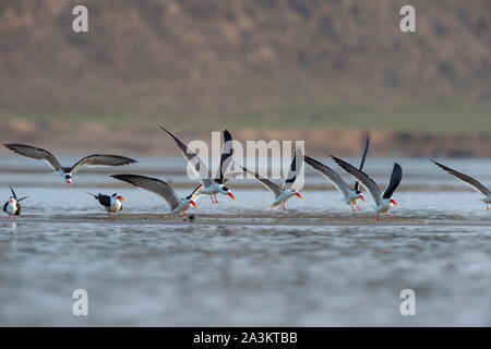 Gli skimmer in volo, Terna-come uccelli nella famiglia Laridae. Fiume Chambal, Rajasthan, India Foto Stock