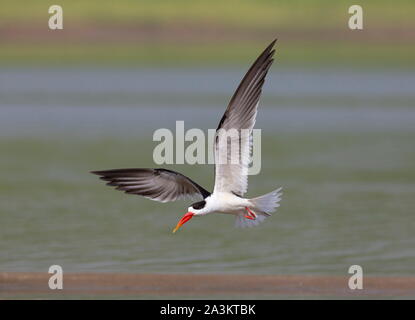 Schiumarola in volo, Terna-come uccelli nella famiglia Laridae. Fiume Chambal, Rajasthan, India Foto Stock