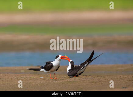 Gli skimmer corteggiamento, Terna-come uccelli nella famiglia Laridae. Fiume Chambal, Rajasthan, India Foto Stock