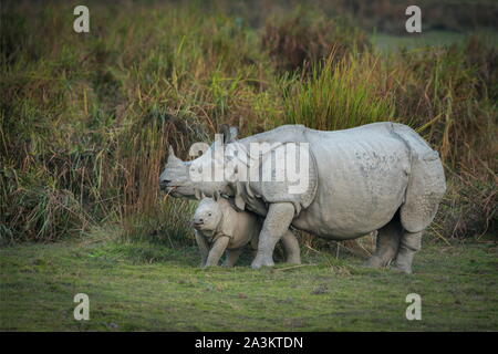 Madre di Rhino e di vitello, il Parco Nazionale di Kaziranga, Assam, India Foto Stock