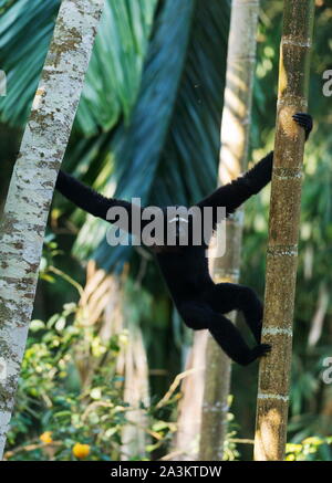 Hoolock Gibbon, maschio, Tinsukia, Assam, India Foto Stock