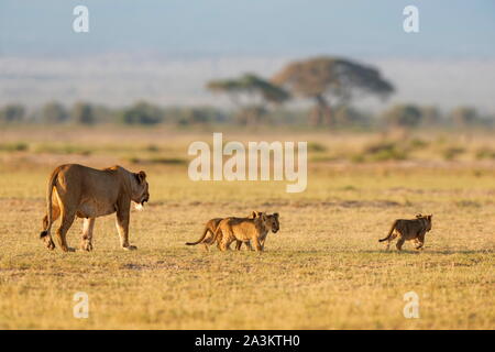 Leonessa con 3 lupetti, Amboseli, Kenya, Africa Foto Stock