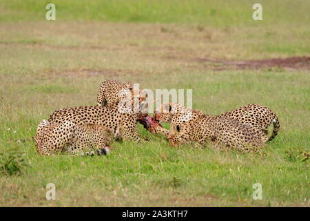 Ghepardi su un kill, Acinonyx jubatus, il Masai Mara, Kenya, Africa Foto Stock