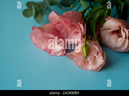 Bella rosa fiori eustoma (lisianthus) in piena fioritura con foglie verdi. Fiori su fondo blu. Foto Stock