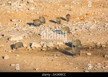 Un gruppo di faraone helmeted uccelli alla ricerca di cibo sul terreno pietroso, Namibia, Africa Foto Stock