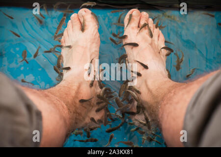 Doctor Fish pulizia piedini maschio in un acquario. Garra Rufa o rosso pesce garra Foto Stock