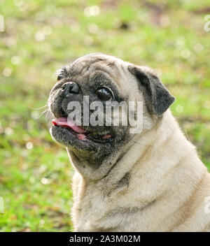 Ritratto di carino sorridente pug cane in giardino, Foto Stock
