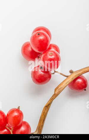 Bacche velenose di Bryony Nero / Tamus communis syn. Dioscorea communis, un comune siepe arrampicata producendo erbaccia grapevine-come grappoli di bacche. Foto Stock