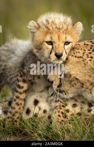 Close-up di ghepardo cub nuzzling permanente madre Foto Stock