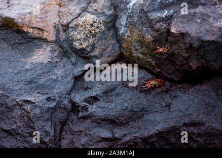 Il RED ROCK GRANCHIO, Zayapa, Grapsus grapsus, Ecuador. Parque Nacional de las Islas Galápagos Foto Stock