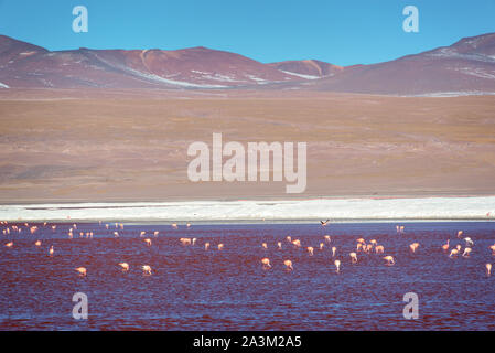 Fenicotteri a Laguna Colorada, colorato Salt Lake in Sur Lipez provincia, Potosi, Bolivia Foto Stock