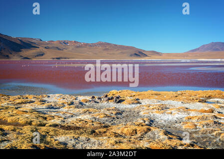 Vista della Laguna Colorada, colorato Salt Lake in Sur Lipez provincia, Potosi, Bolivia Foto Stock