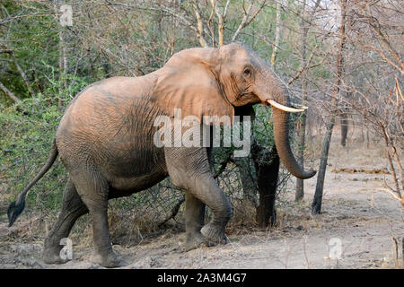 Elefante africano in stretta prossimità a camminare lungo il veicolo di safari Foto Stock