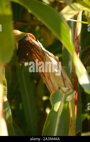 Close-up di ripe corncop in campo nel tardo settembre, campo di mais prima del raccolto Foto Stock