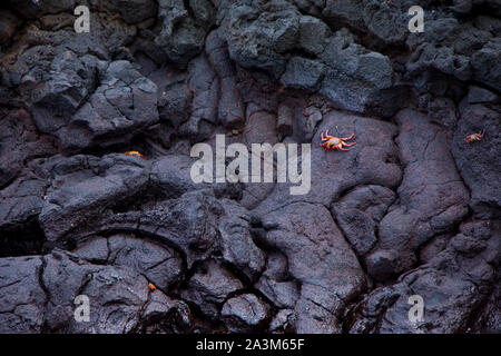 Il RED ROCK GRANCHIO, Zayapa, Grapsus grapsus, Ecuador. Parque Nacional de las Islas Galápagos Foto Stock